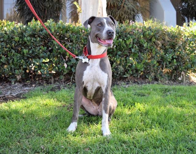 Enlarge Forest, a Adoptable mixed breed in San Diego, CA image 1/3