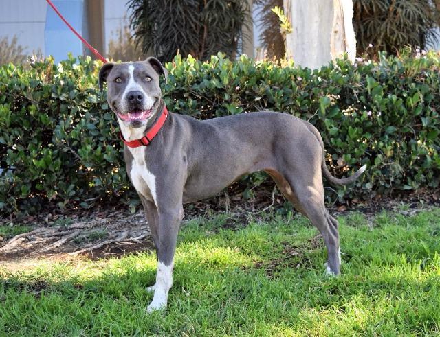 Enlarge Forest, a Adoptable mixed breed in San Diego, CA image 2/3