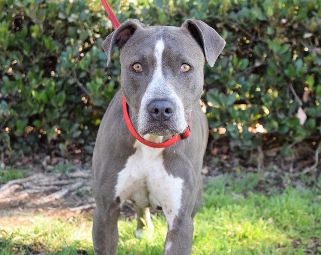 Enlarge Forest, a Adoptable mixed breed in San Diego, CA image 3/3