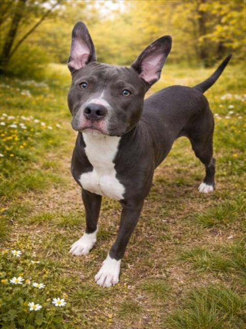 Enlarge SHERMAN, a Adoptable mixed breed in Clinton Township, MI image 1/1