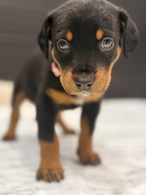 Aspen (Apres pup), adopted, Puppy Female Hound & Labrador Retriever.