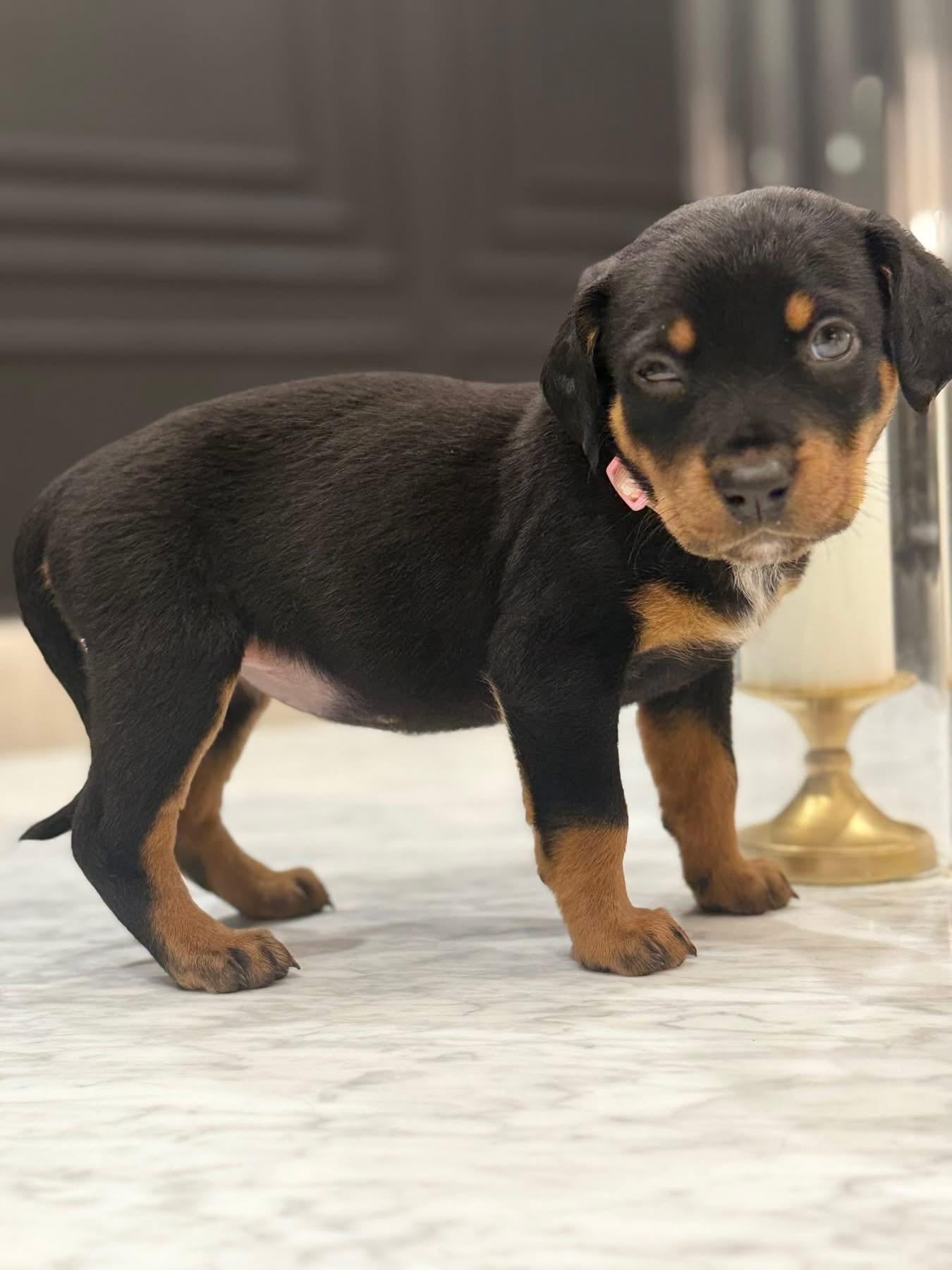 Enlarge Aspen (Apres pup), an adopted mixed breed in Mount Juliet, TN image 2/3