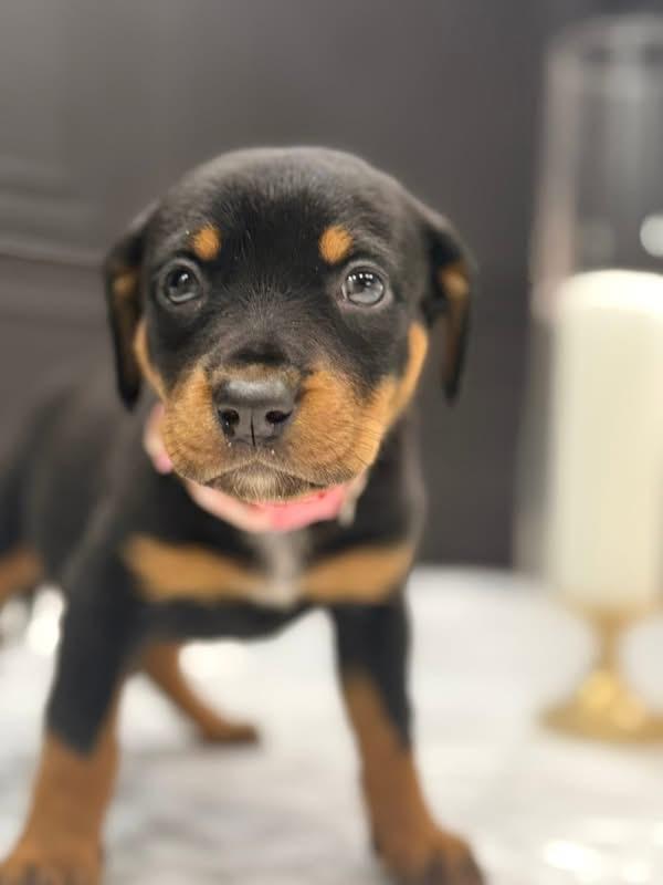 Enlarge Aspen (Apres pup), an adopted mixed breed in Mount Juliet, TN image 3/3