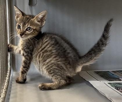 Enlarge Peanut, a Adopted Domestic Short Hair in Harlingen, TX image 2/2