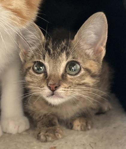 Peanut, Adopted, Young Male Domestic Short Hair.