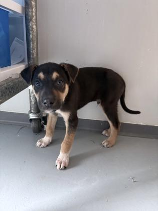 Enlarge Lambeau Stahl 51722, an adopted Mixed Breed in Oklahoma City, OK image 1/3