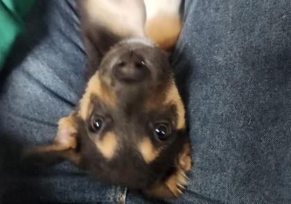 Enlarge Lambeau Stahl 51722, an adopted Mixed Breed in Oklahoma City, OK image 3/3