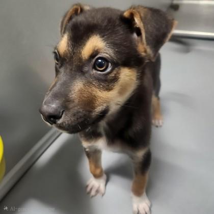 Enlarge Lambeau Stahl 51722, an adopted Mixed Breed in Oklahoma City, OK image 2/3