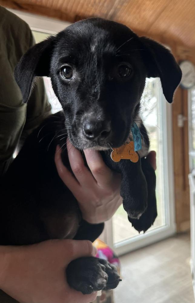 Enlarge Willow Breeze, a Adoptable mixed breed in Waunakee, WI image 1/6