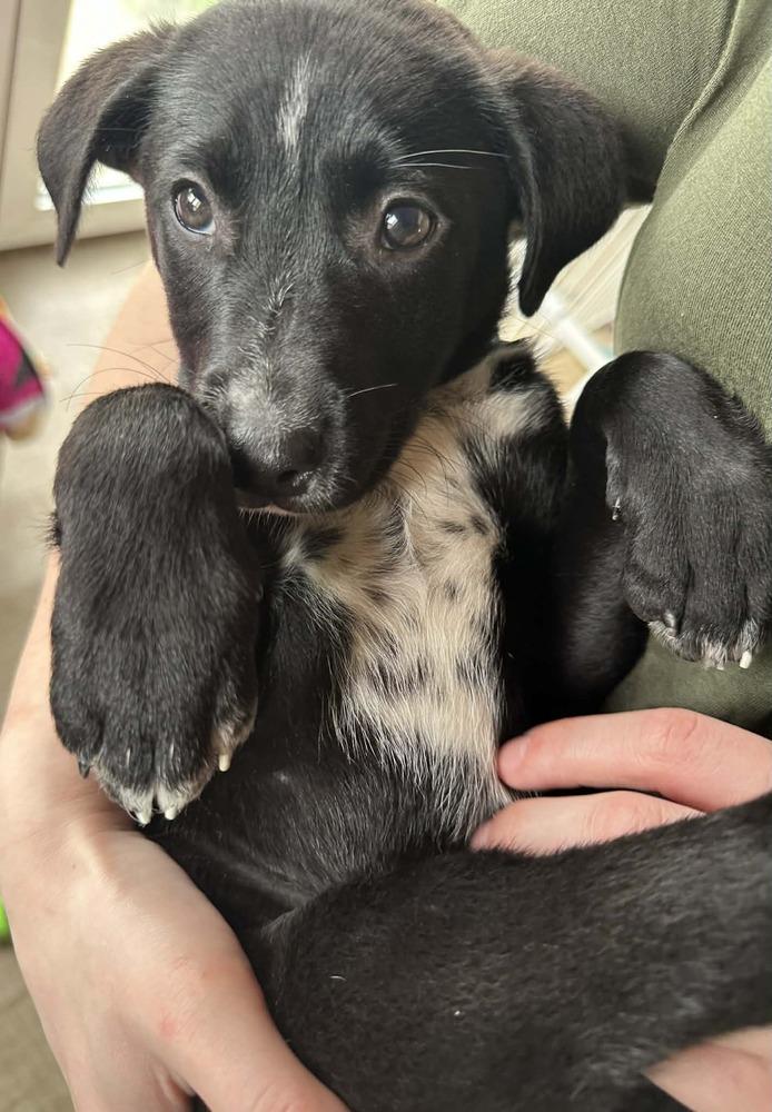 Enlarge Willow Breeze, a Adoptable mixed breed in Waunakee, WI image 2/6