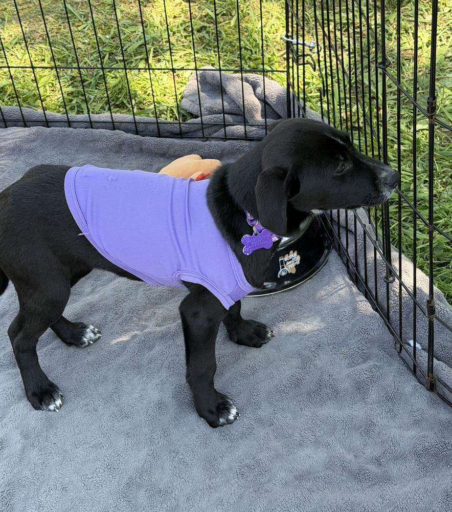 Enlarge Willow Breeze, a Adoptable mixed breed in Waunakee, WI image 3/6