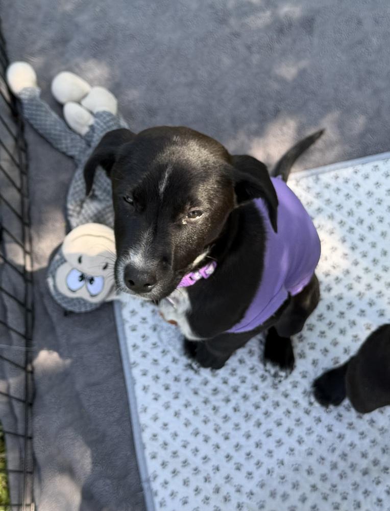 Enlarge Willow Breeze, a Adoptable mixed breed in Waunakee, WI image 4/6