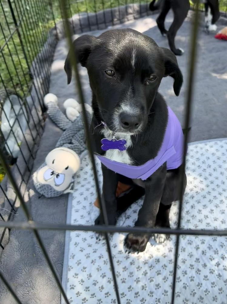 Enlarge Willow Breeze, a Adoptable mixed breed in Waunakee, WI image 5/6