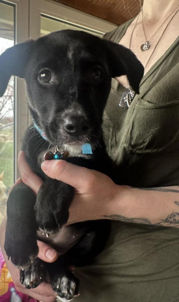 Enlarge Willow Breeze, a Adoptable mixed breed in Waunakee, WI image 6/6