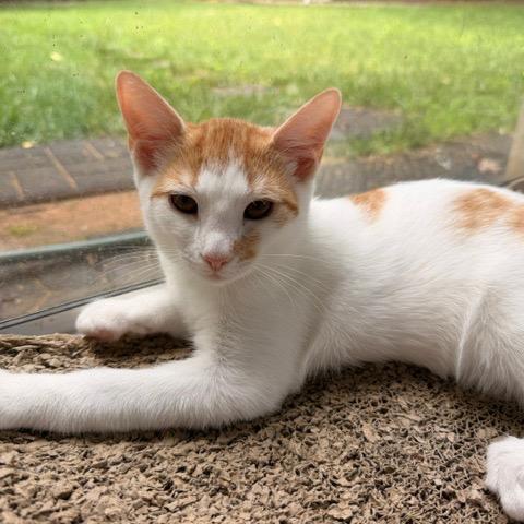 Reese, a Adoptable Domestic Short Hair in Winston Salem, NC image 1/4