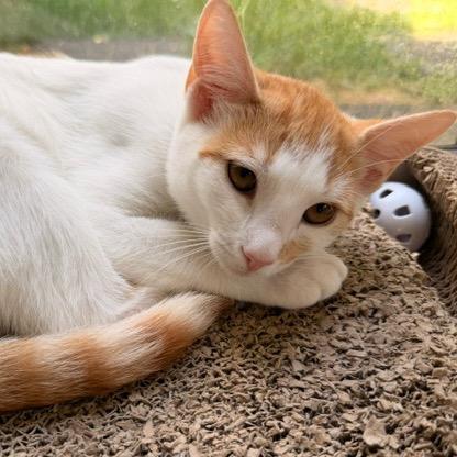 Reese, a Adoptable Domestic Short Hair in Winston Salem, NC image 2/4