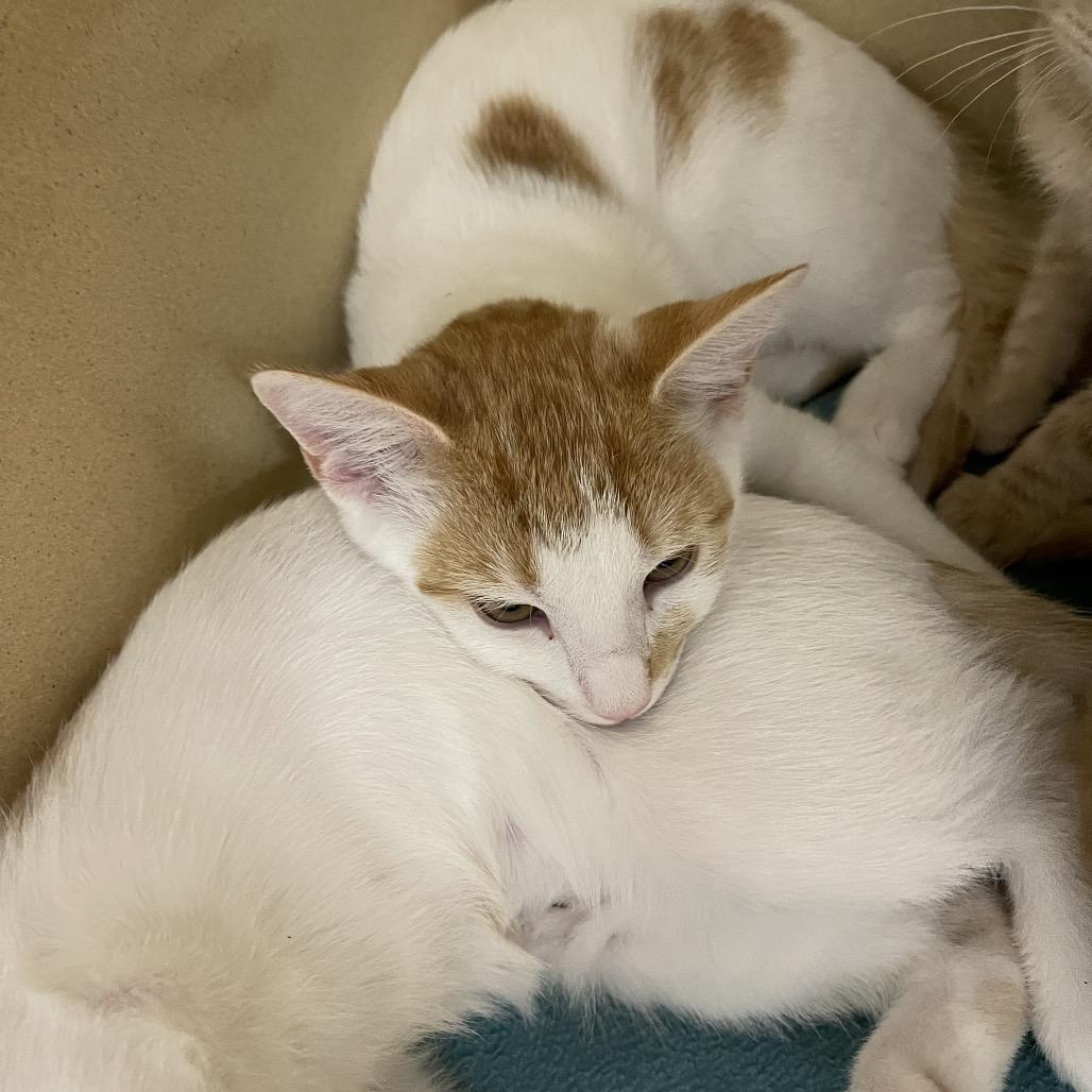 Reese, a Adoptable Domestic Short Hair in Winston Salem, NC image 3/4
