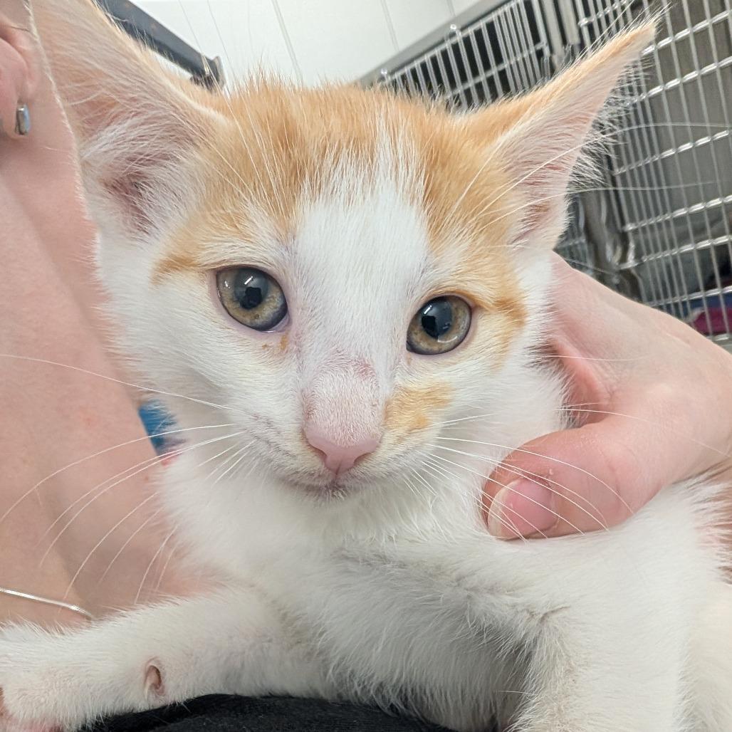 Reese, a Adoptable Domestic Short Hair in Winston Salem, NC image 4/4
