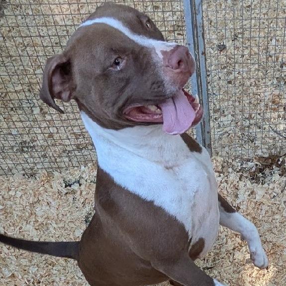 Enlarge Precious, a ADOPTABLE mixed breed in Columbia, MO image 1/1
