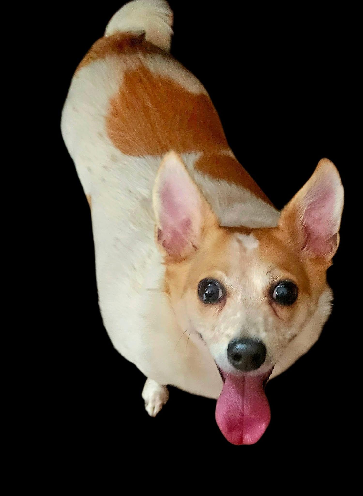 Rhonda, ADOPTABLE, Adult Female Chihuahua.