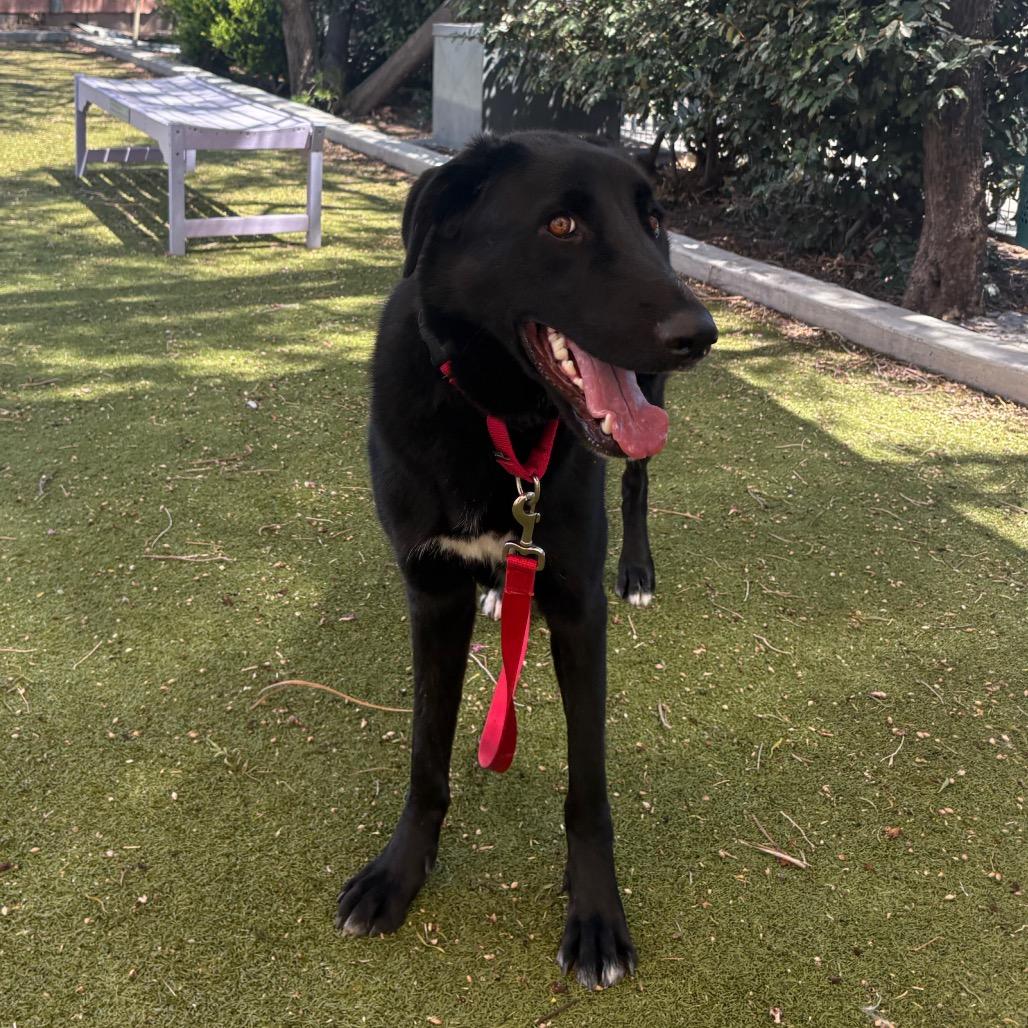 Chapulin, a Adoptable mixed breed in Albuquerque, NM image 1/6