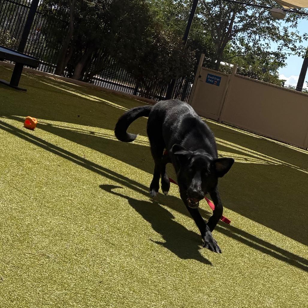 Chapulin, a Adoptable mixed breed in Albuquerque, NM image 2/6