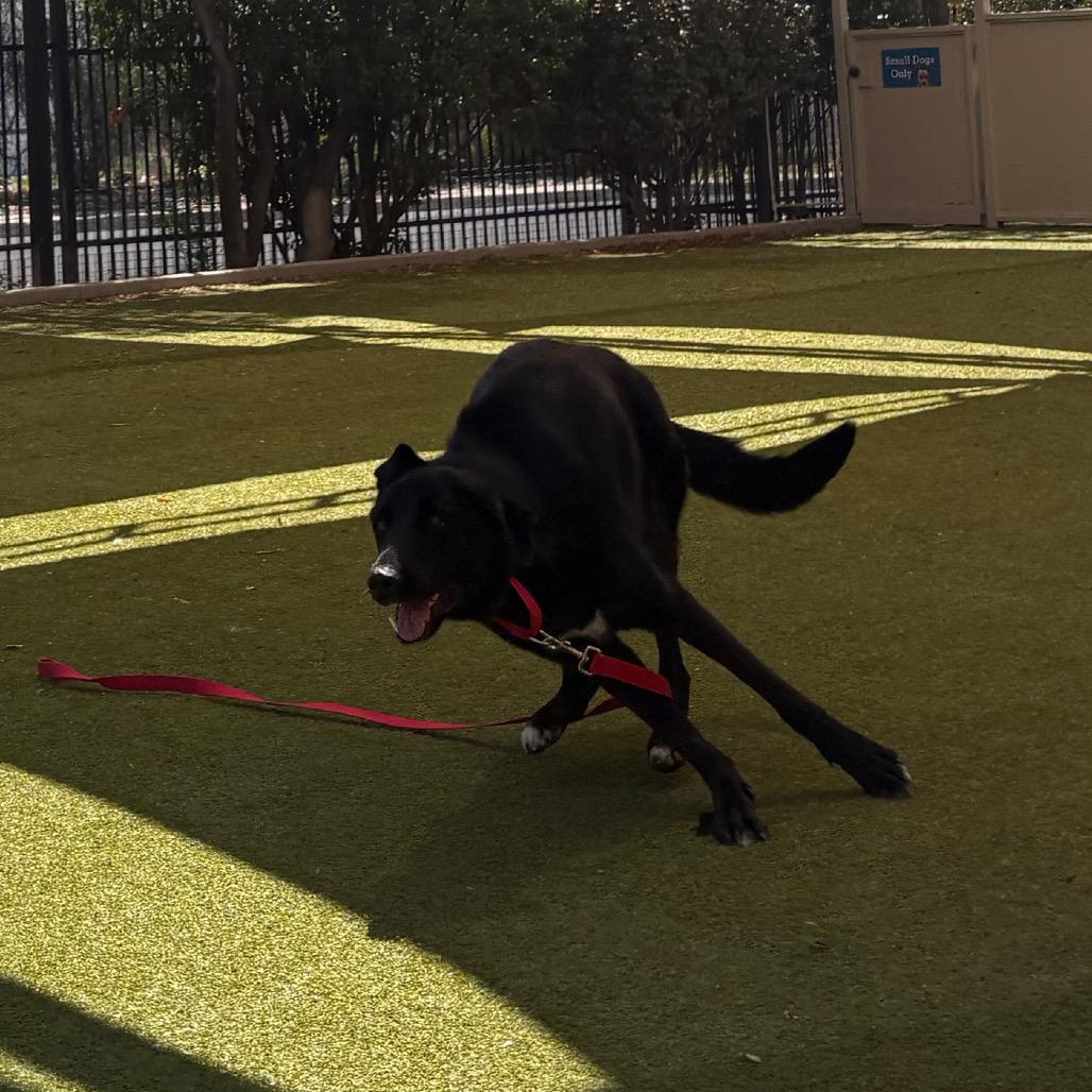 Chapulin, a Adoptable mixed breed in Albuquerque, NM image 3/6