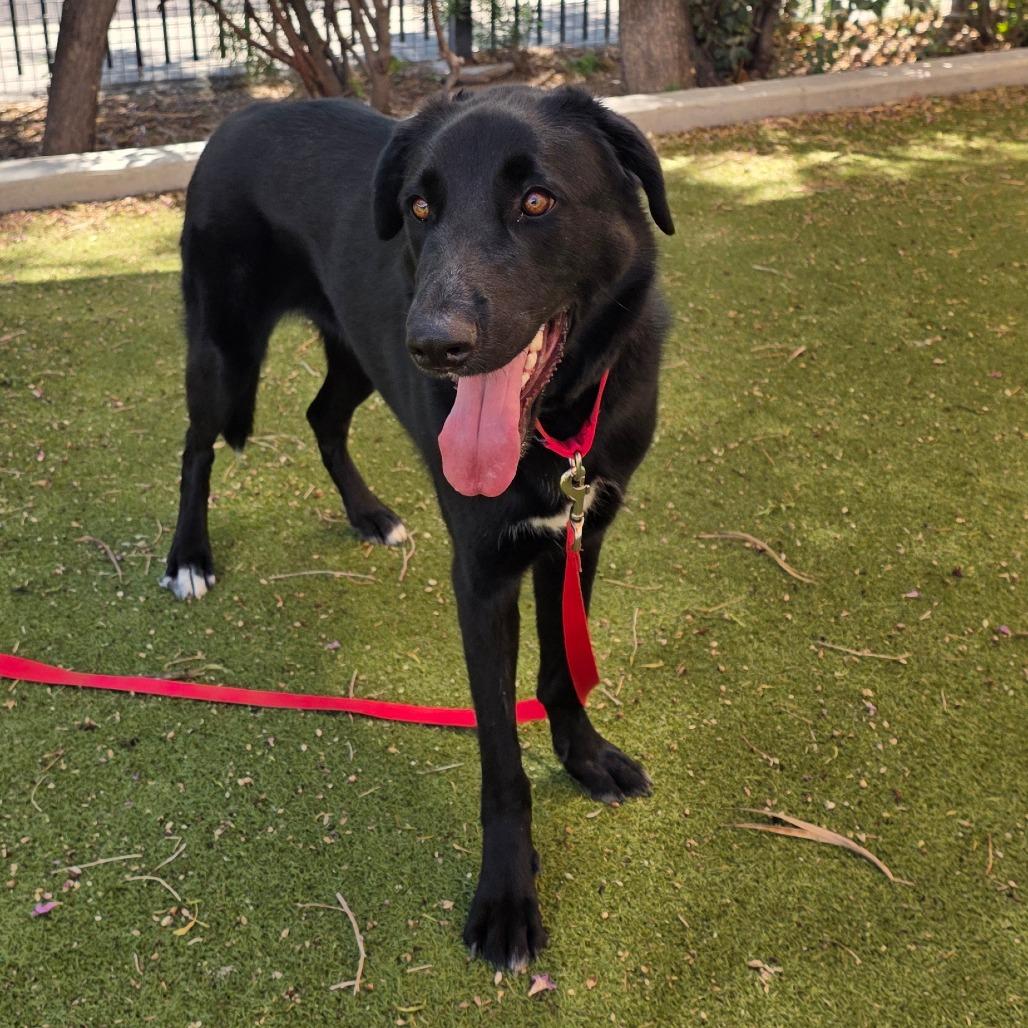 Chapulin, a Adoptable mixed breed in Albuquerque, NM image 4/6
