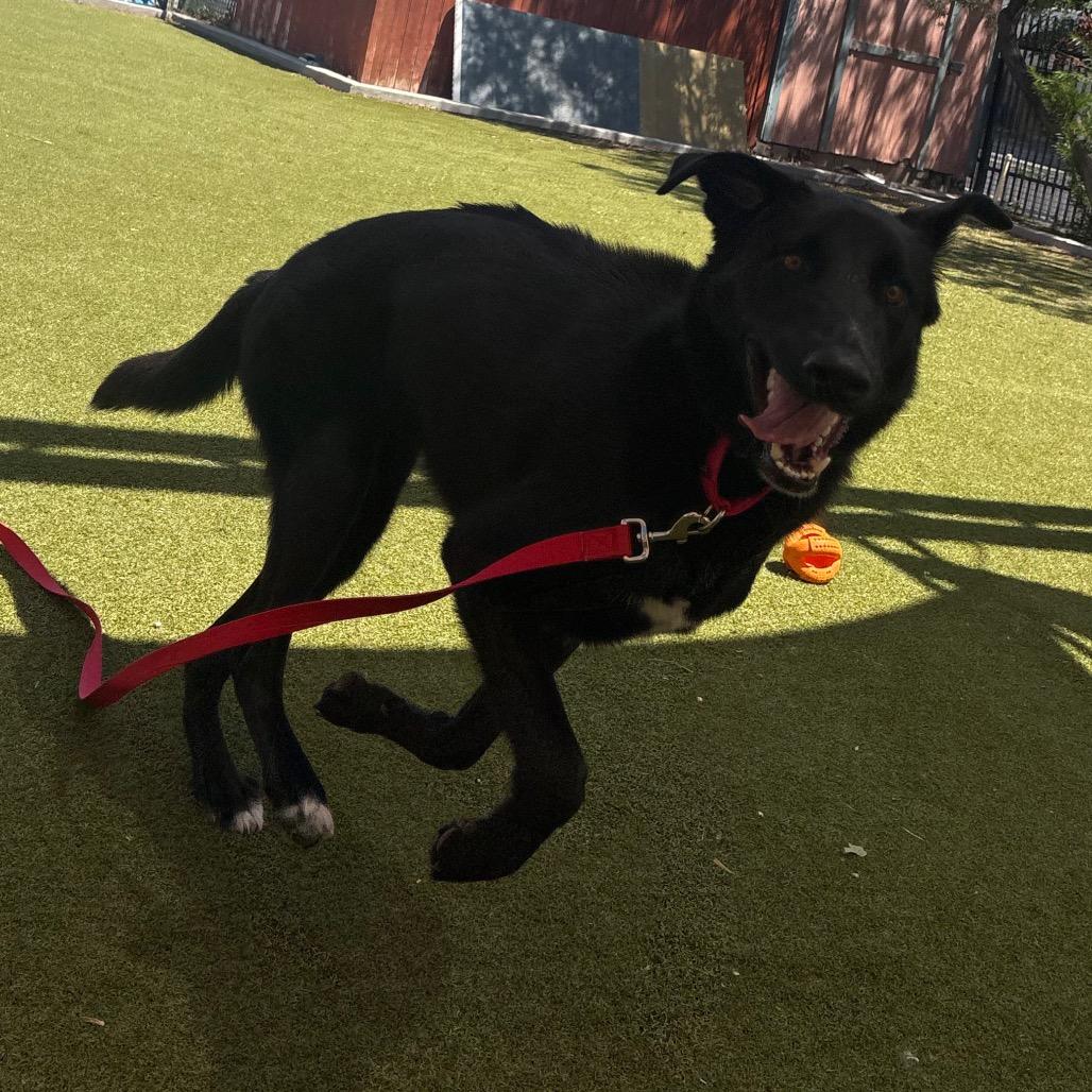 Chapulin, a Adoptable mixed breed in Albuquerque, NM image 5/6
