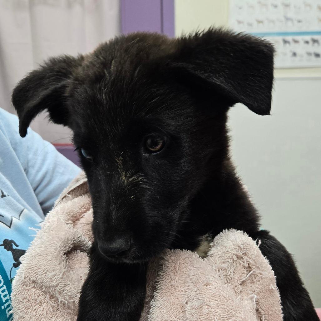 Chapulin, a Adoptable mixed breed in Albuquerque, NM image 6/6