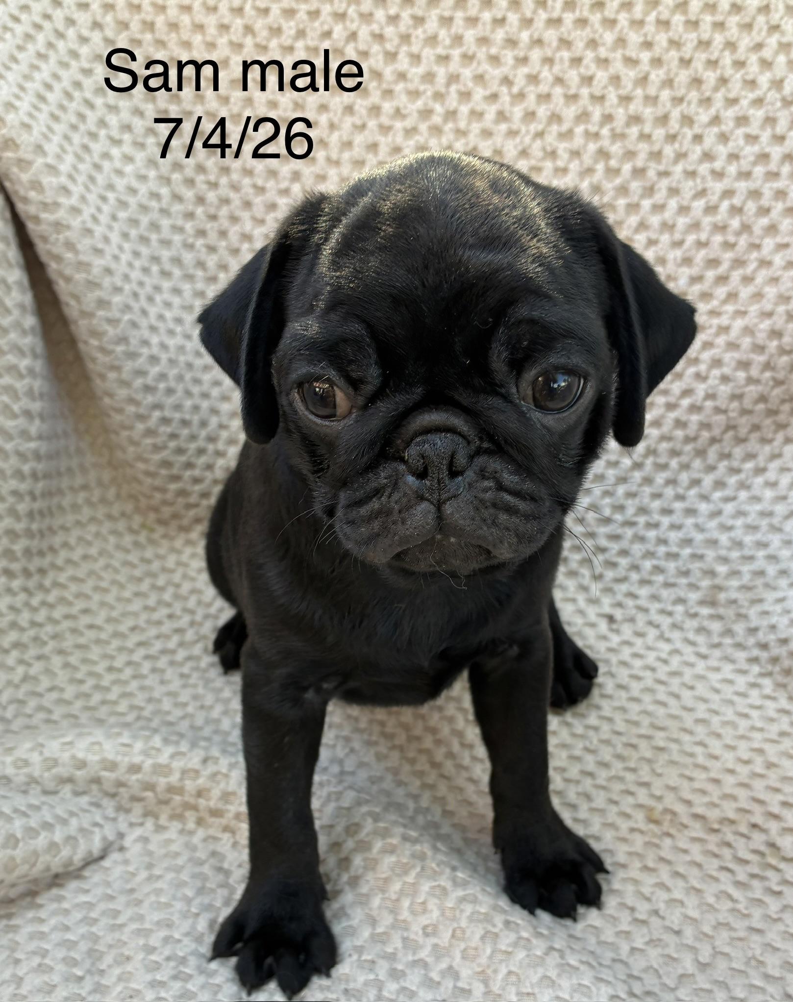 Sam, Adopted, Puppy Female Pug.