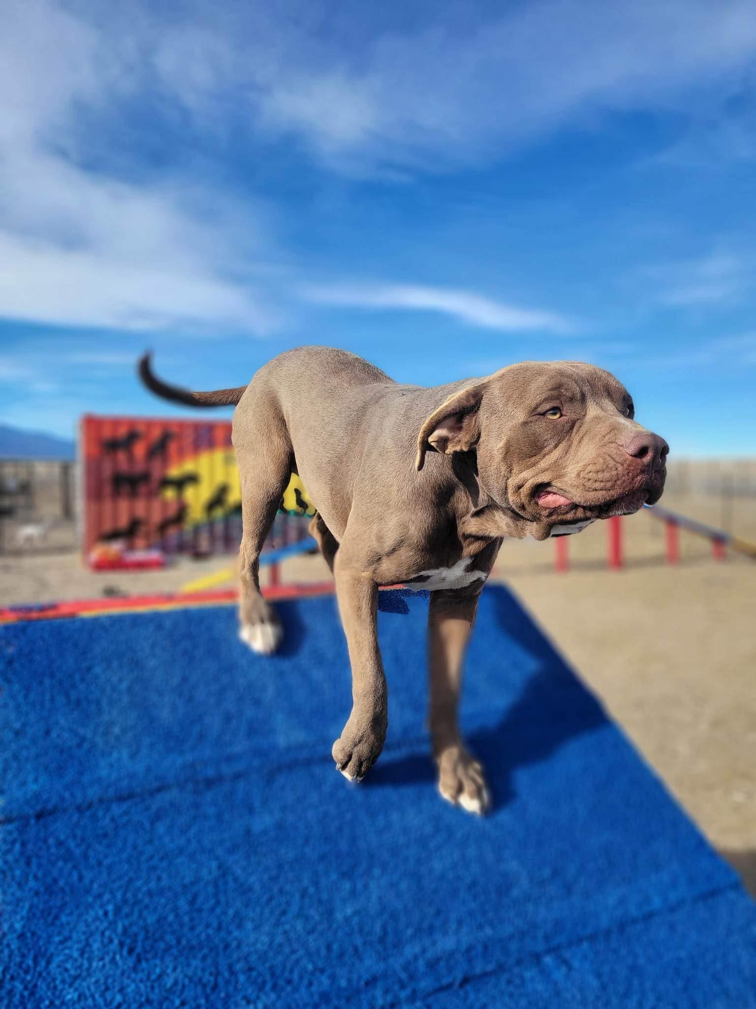 Milo, a Adopted mixed breed in RYE, CO image 1/6
