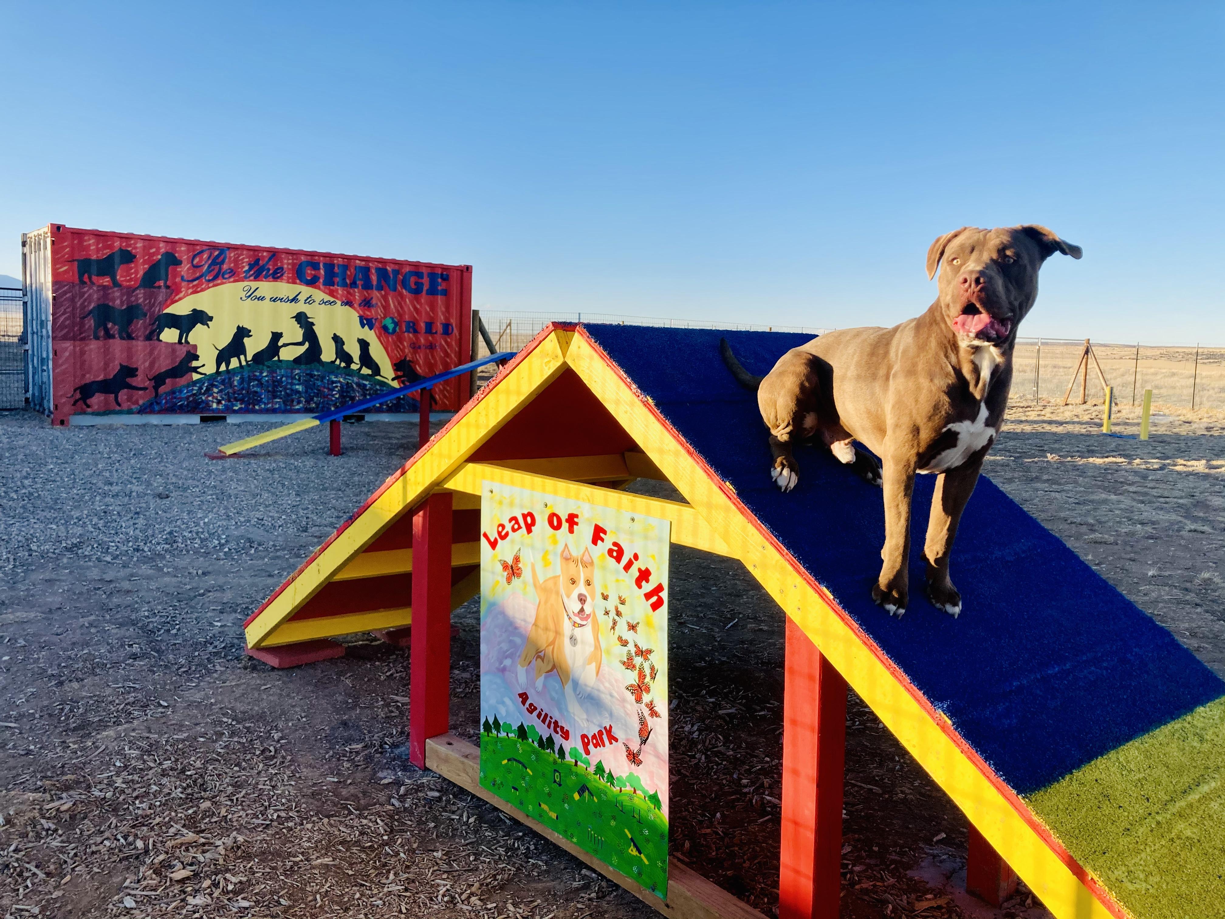 Milo, a Adopted mixed breed in RYE, CO image 2/6