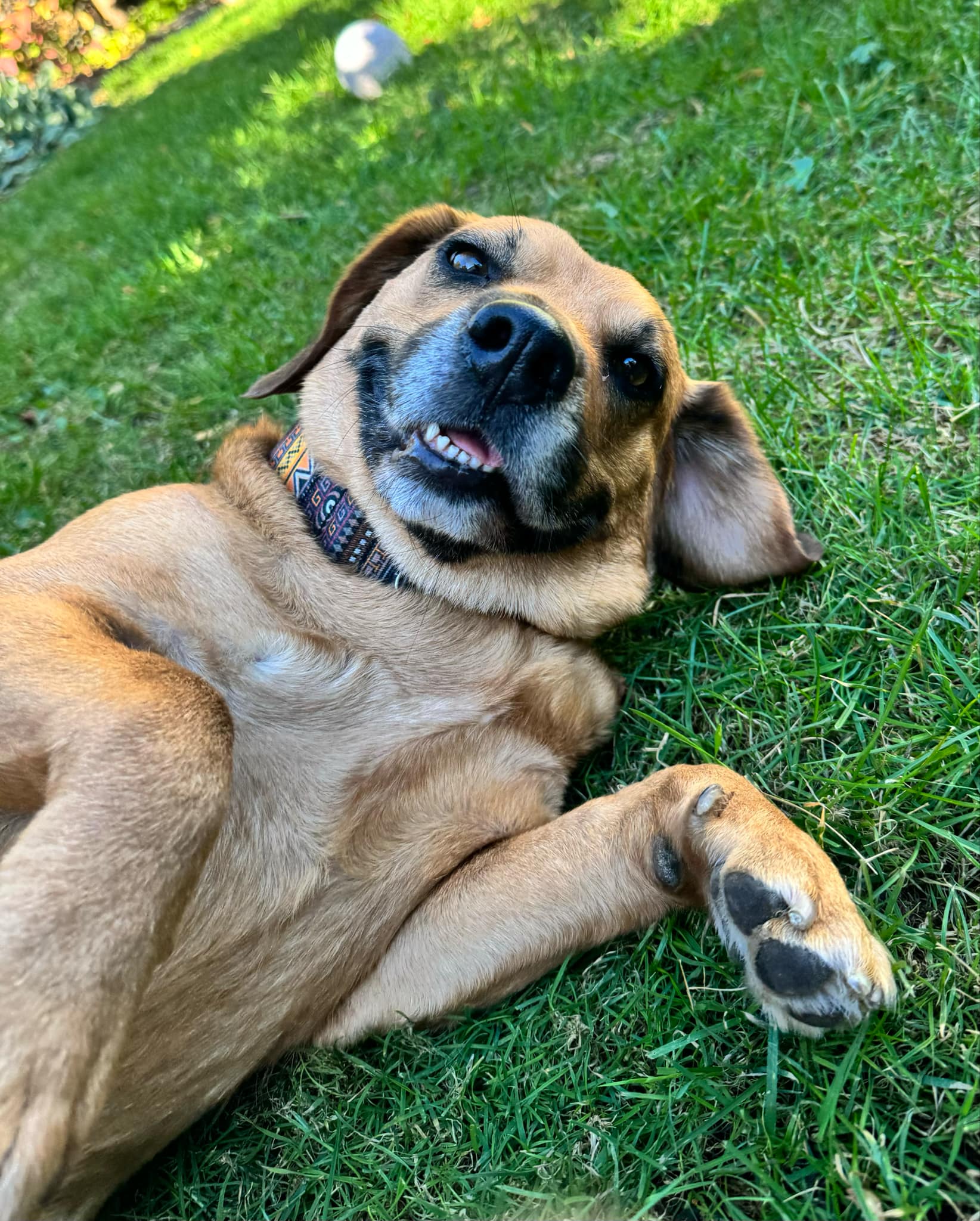ROSIE $400, a Adoptable Beagle in Milwaukee, WI image 5/6