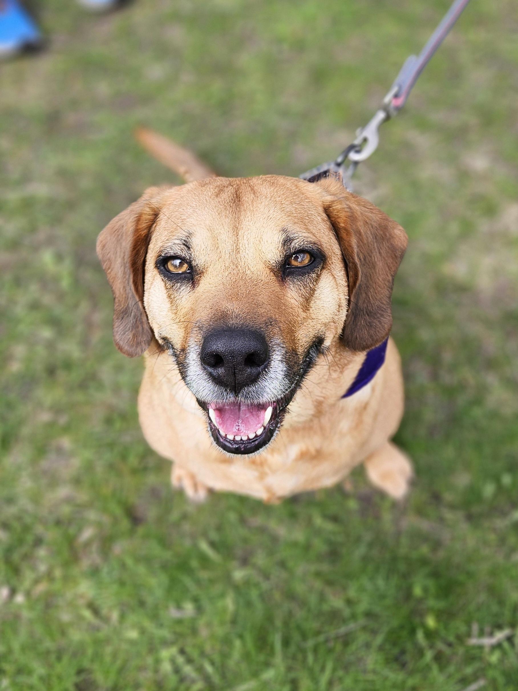 ROSIE $400, a Adoptable Beagle in Milwaukee, WI image 1/6