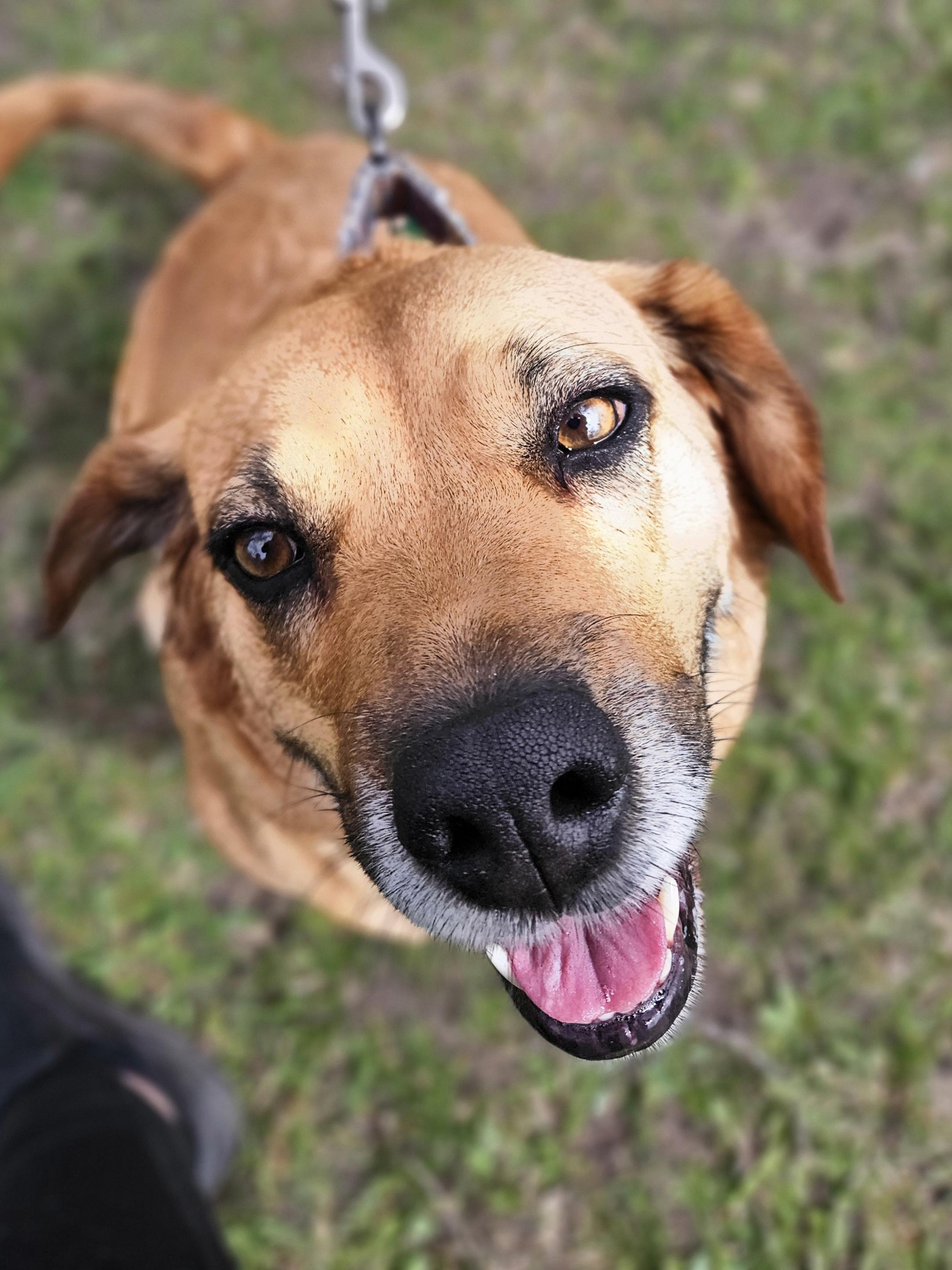 ROSIE $400, a Adoptable Beagle in Milwaukee, WI image 2/6