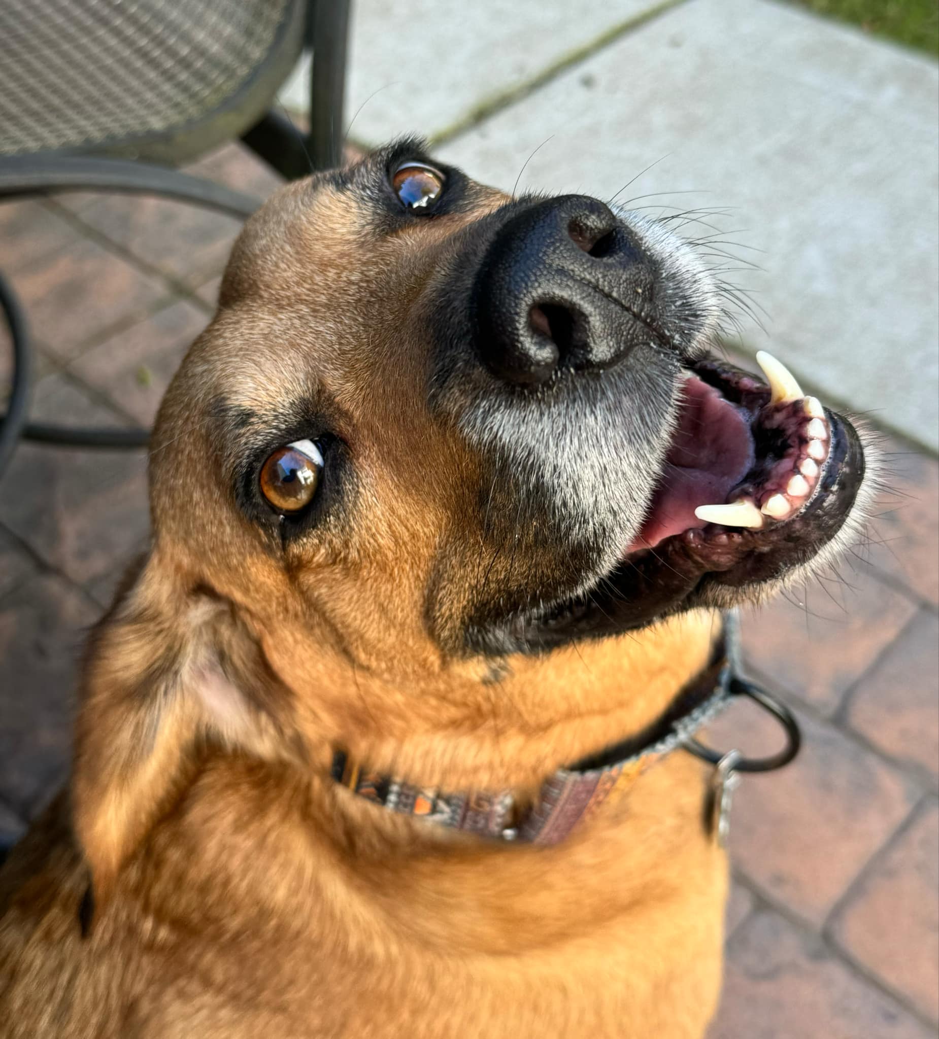 ROSIE $400, a Adoptable Beagle in Milwaukee, WI image 6/6