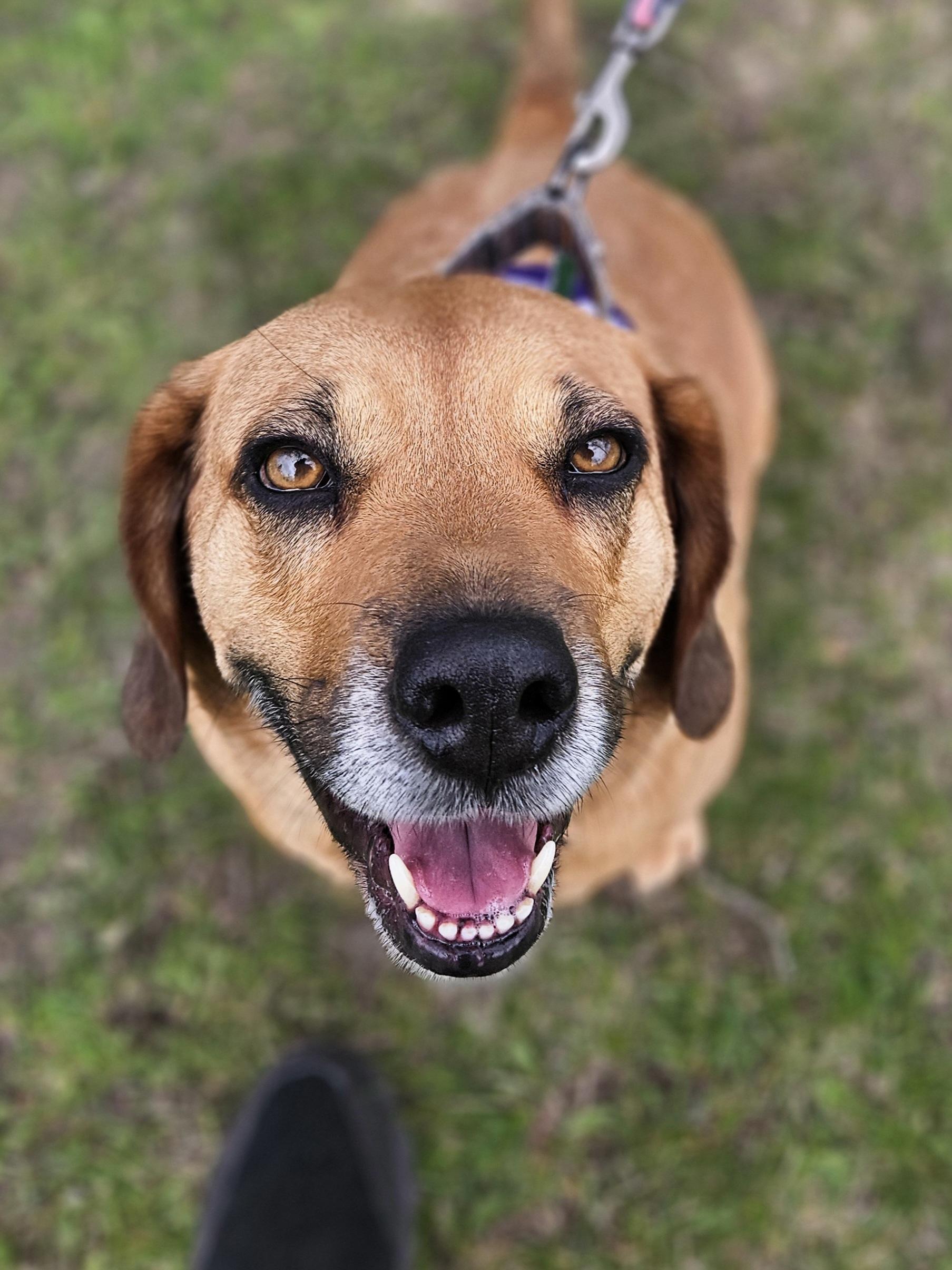 ROSIE $400, a Adoptable Beagle in Milwaukee, WI image 3/6