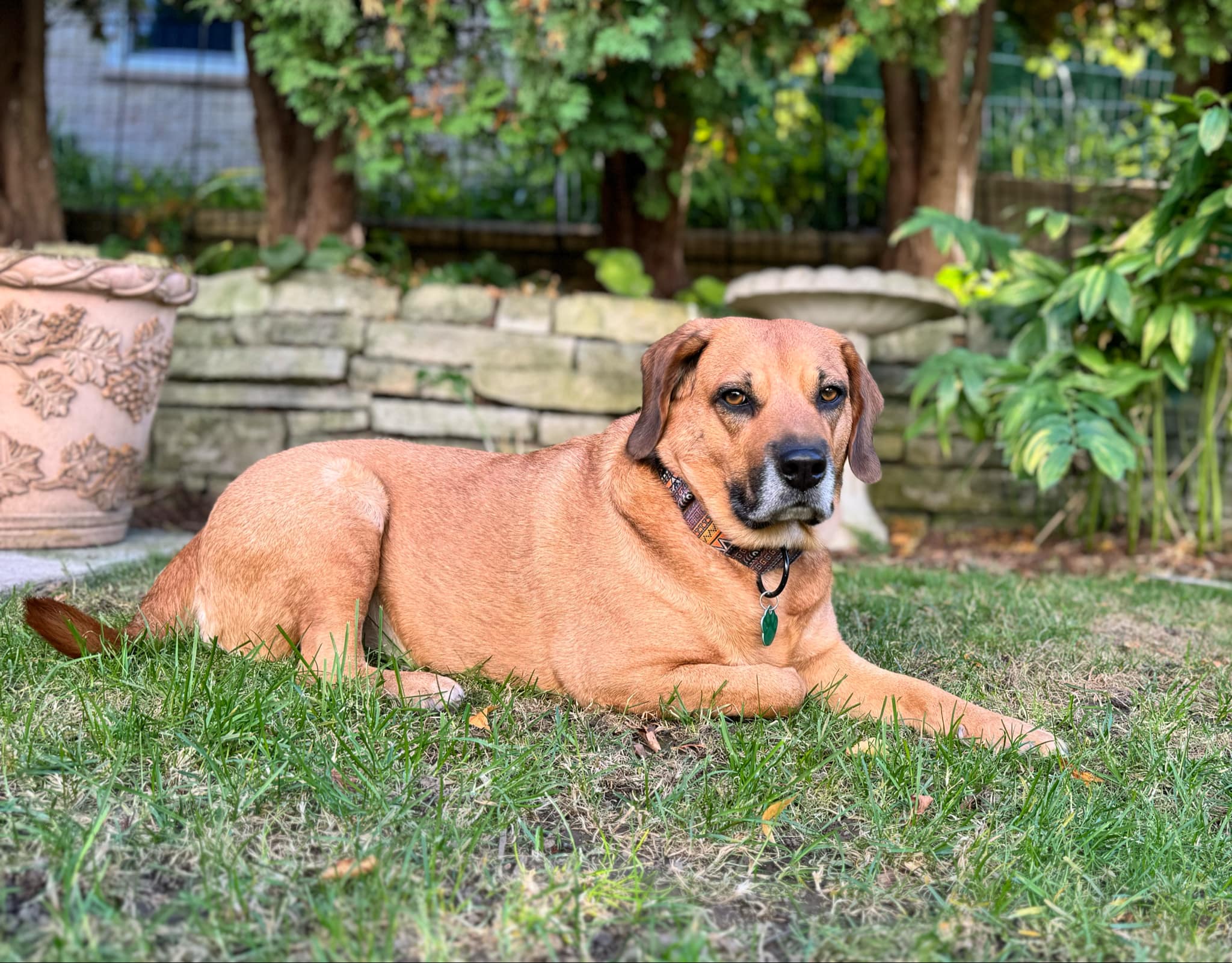 ROSIE $400, a Adoptable Beagle in Milwaukee, WI image 4/6