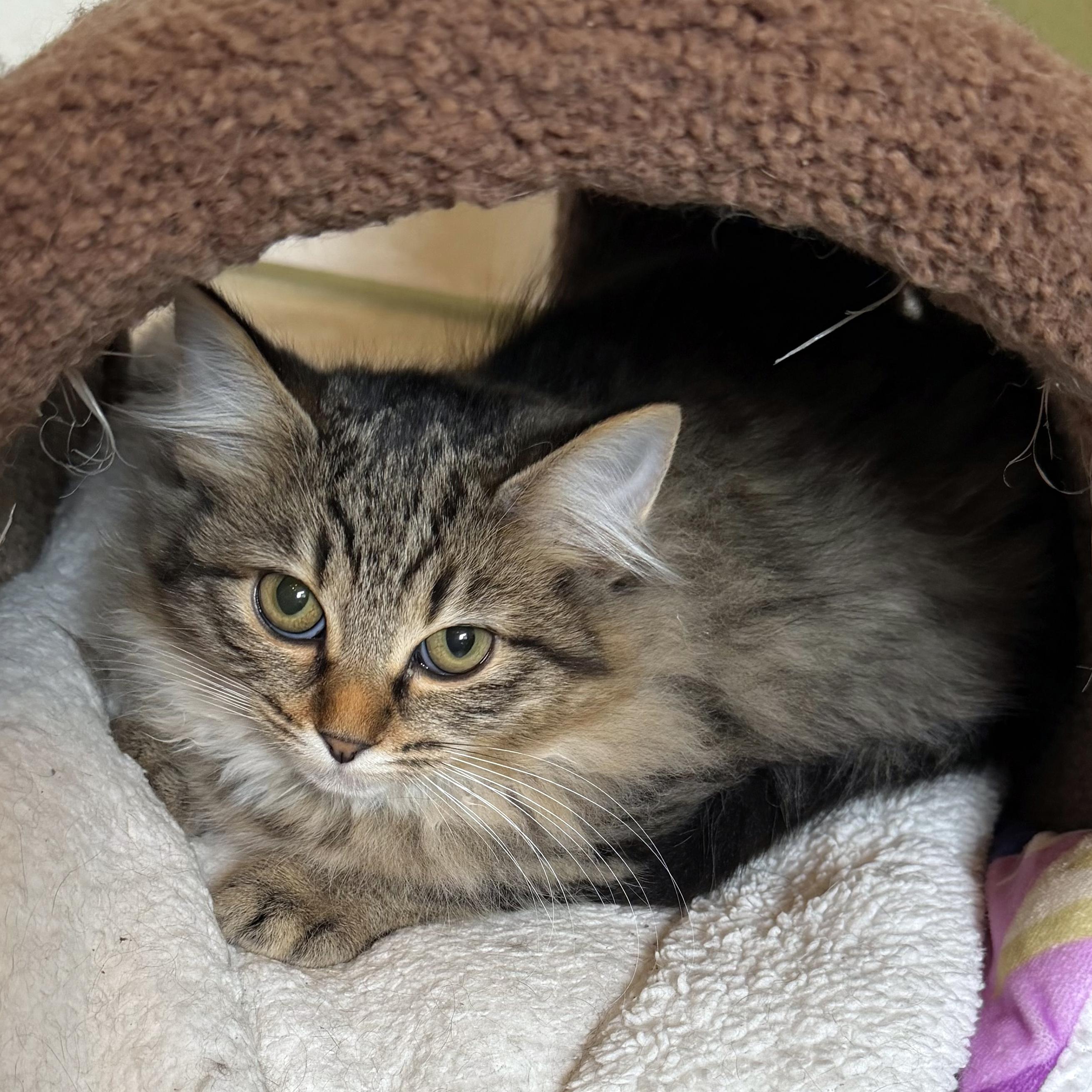 Nymph, an adoptable mixed breed in Lake Monroe, FL image 1/3