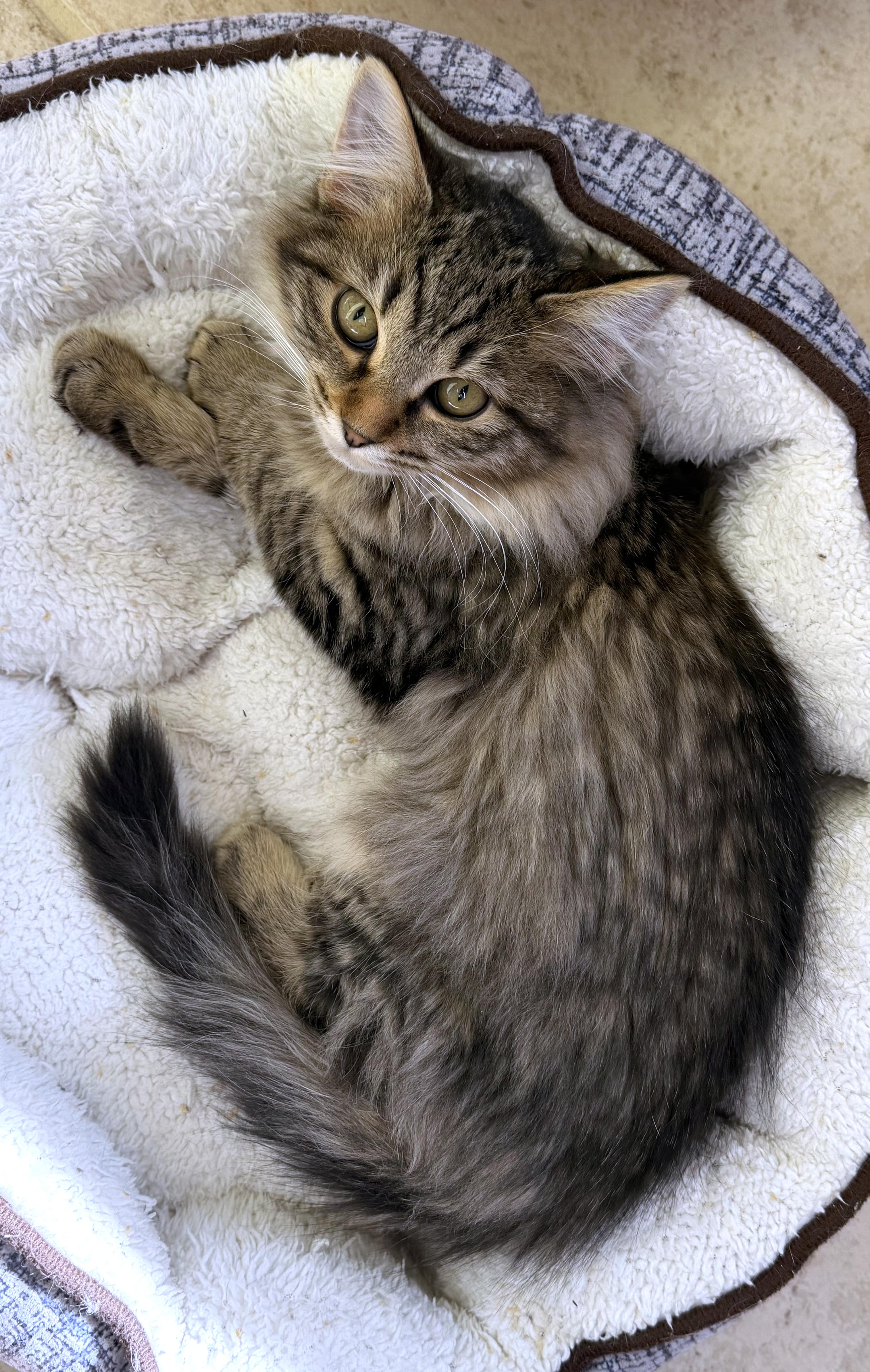 Enlarge Nymph, an adopted mixed breed in Lake Monroe, FL image 4/6