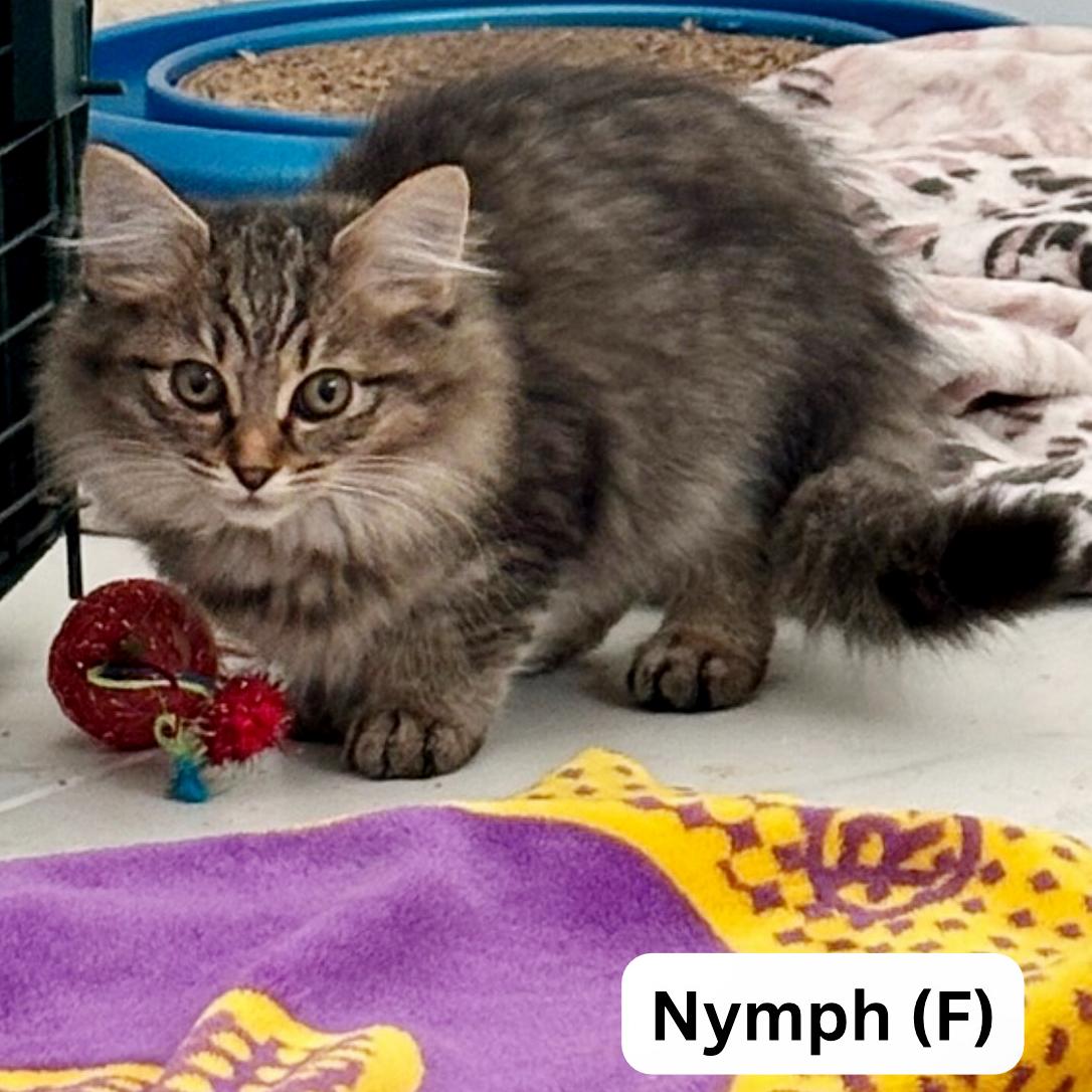 Nymph, an adoptable mixed breed in Lake Monroe, FL image 2/3