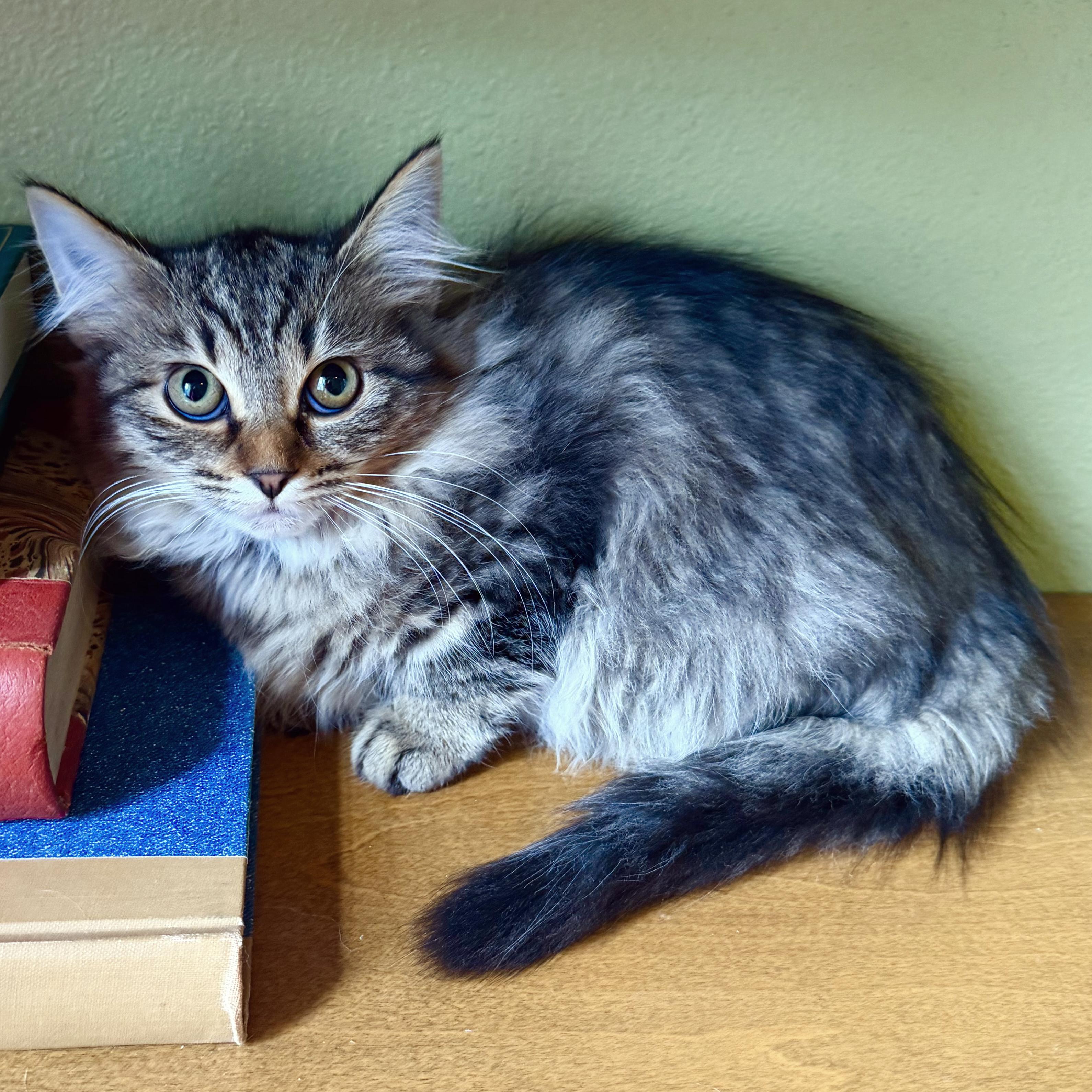 Nymph, an adoptable mixed breed in Lake Monroe, FL image 3/3