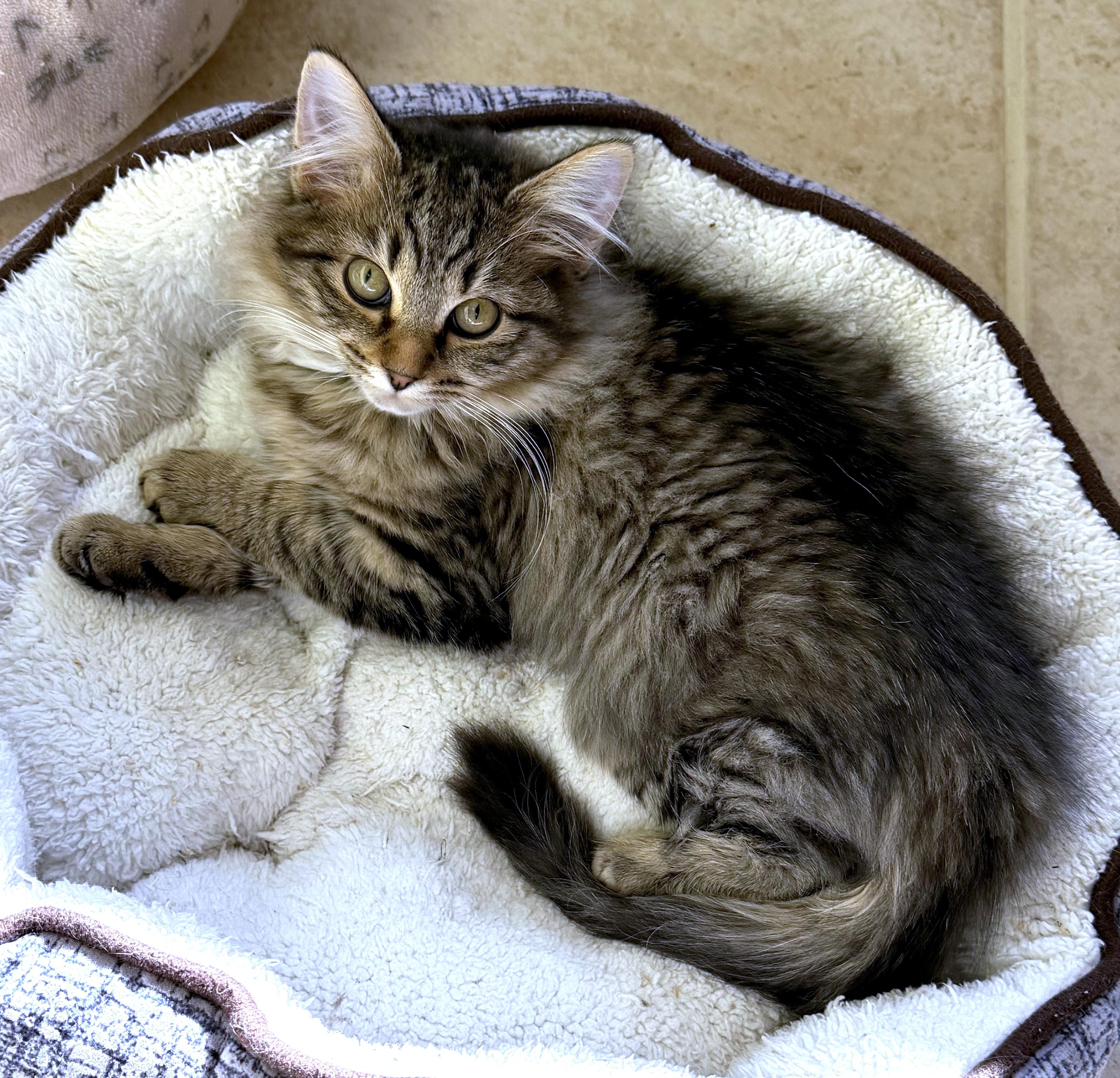 Enlarge Nymph, an adopted mixed breed in Lake Monroe, FL image 3/6