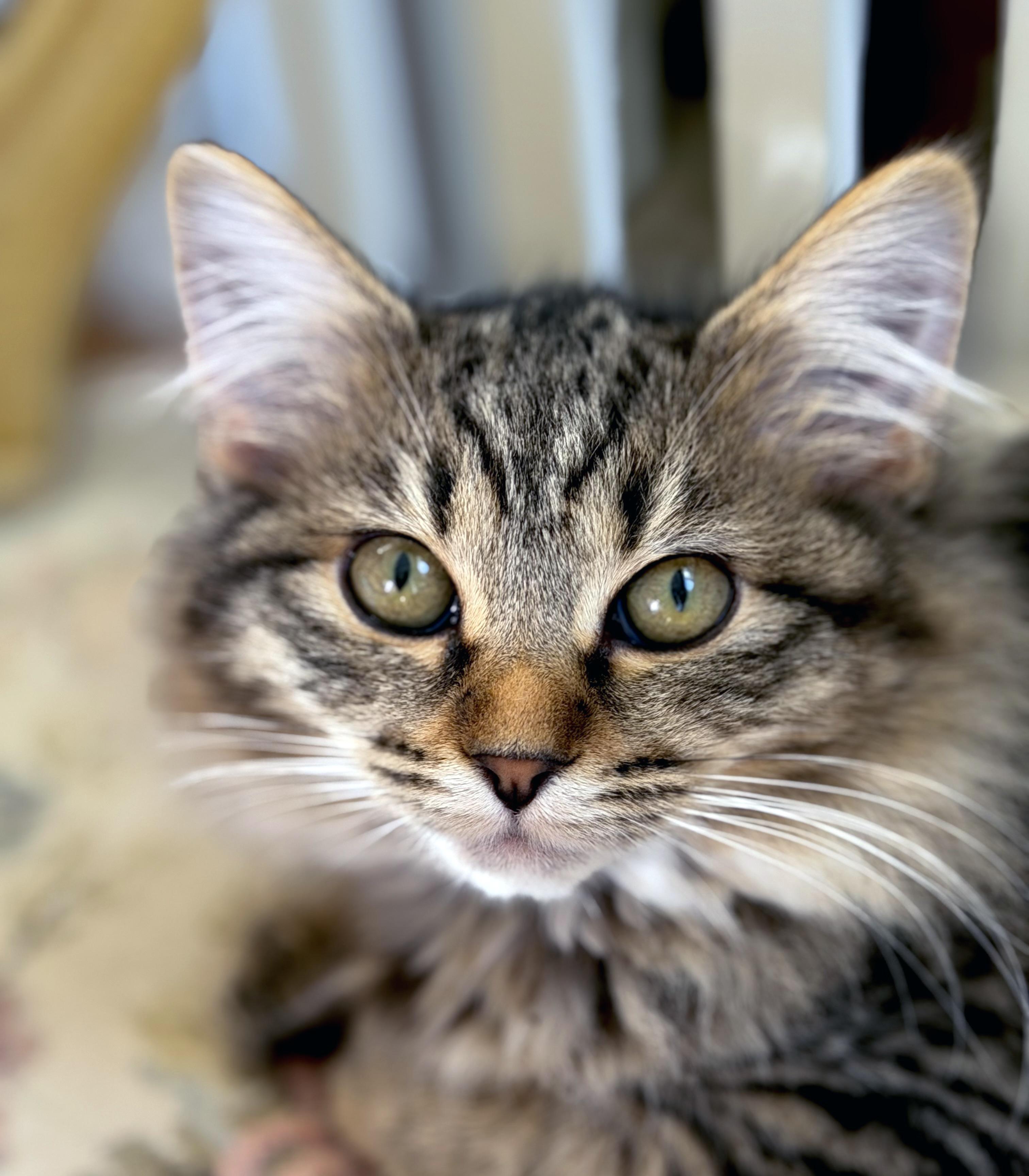 Enlarge Nymph, an adopted mixed breed in Lake Monroe, FL image 2/6