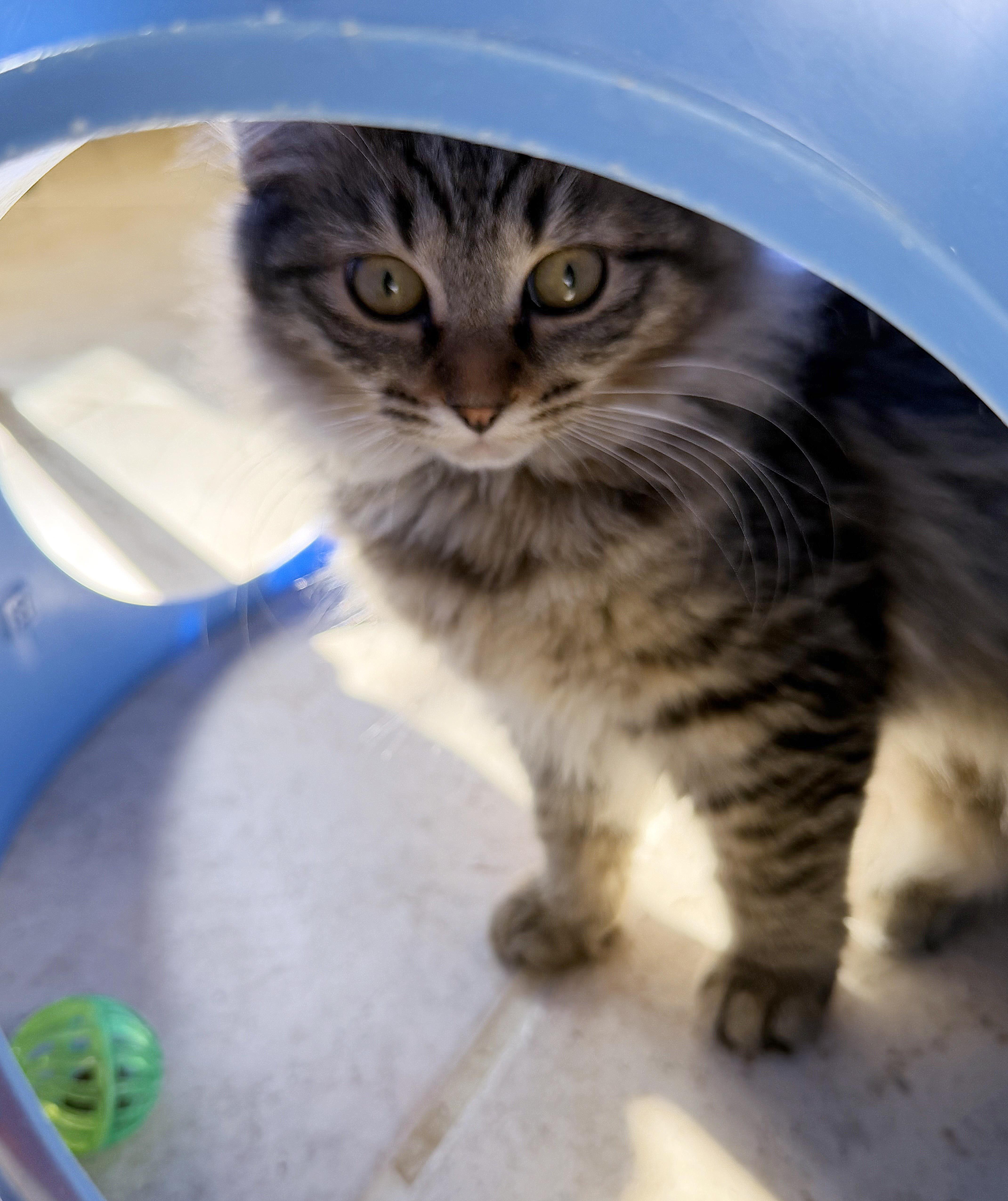 Enlarge Nymph, an adopted mixed breed in Lake Monroe, FL image 6/6
