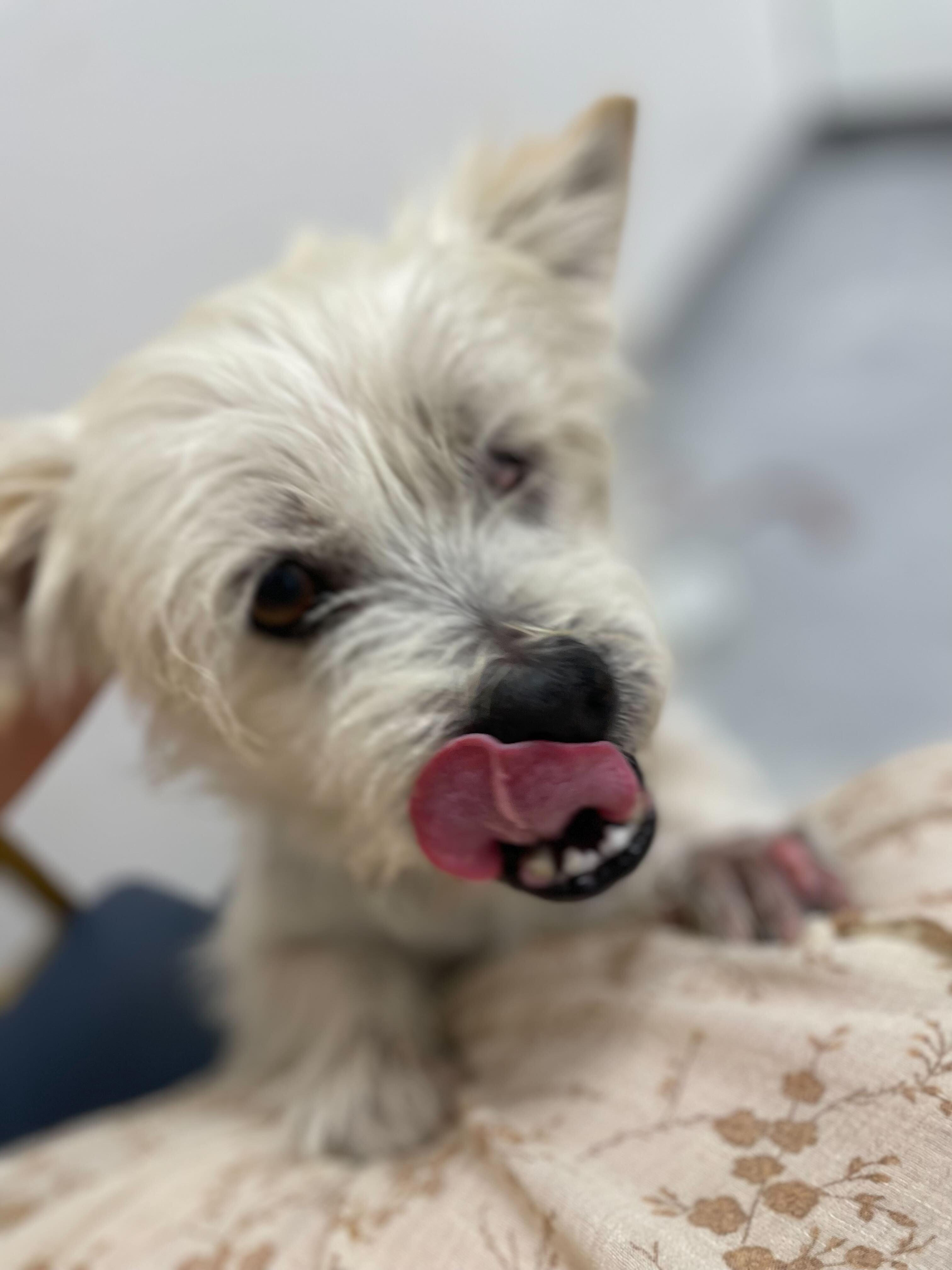 Archie, Adoptable, Adult Male Maltipoo.