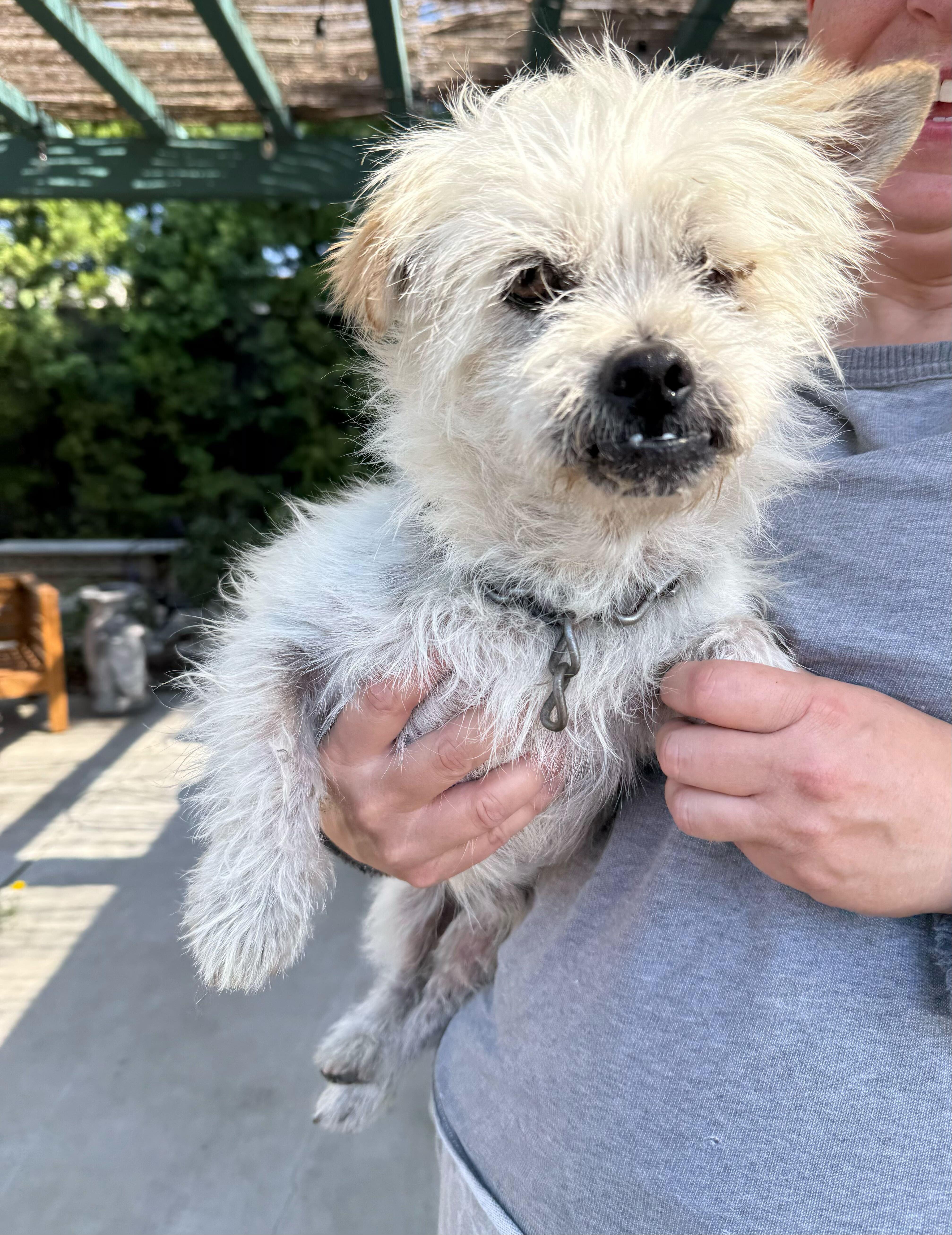 Archie, a Adoptable mixed breed in Los Angeles, CA image 4/6