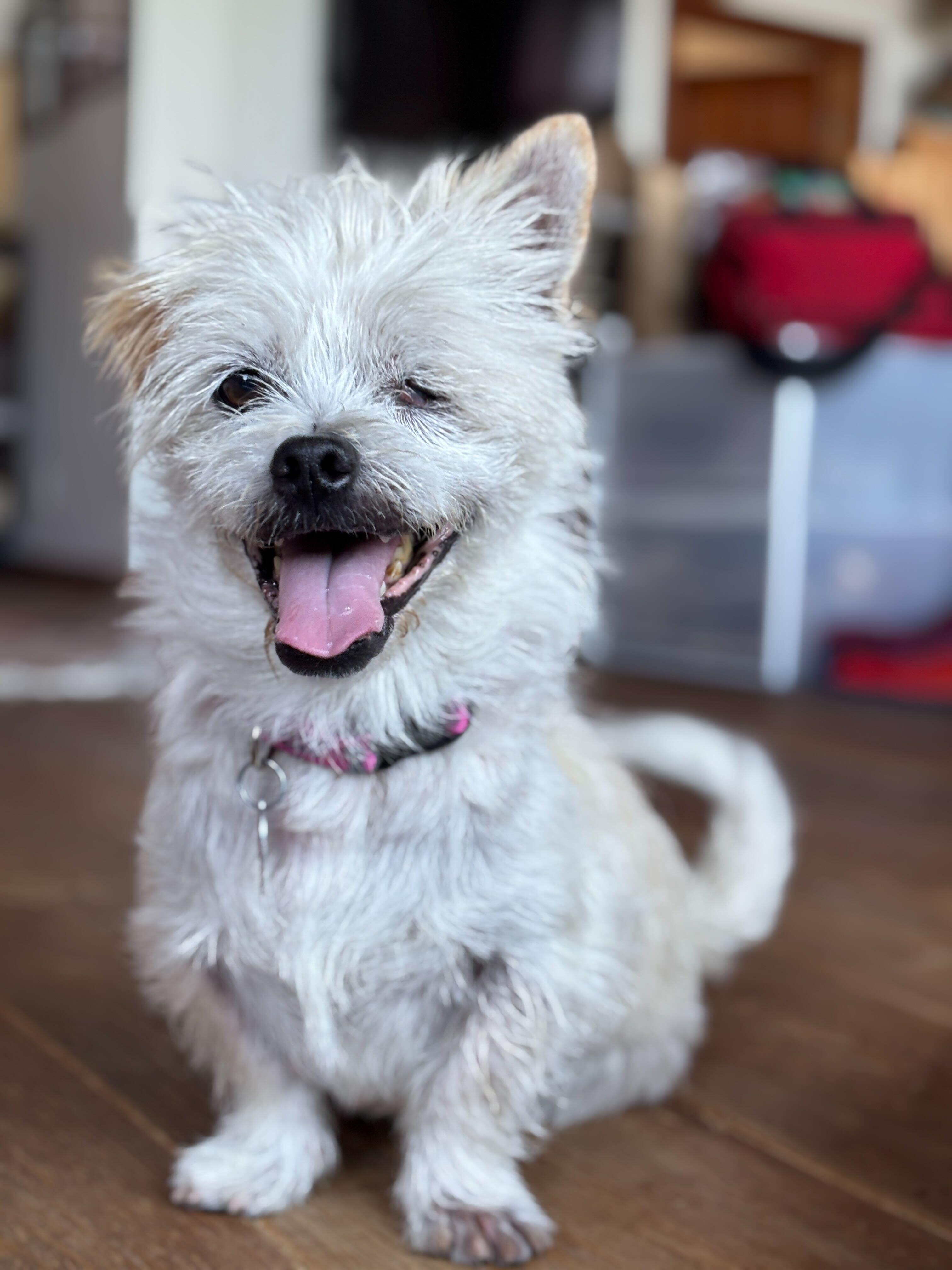 Archie, Adoptable, Adult Male Maltipoo.