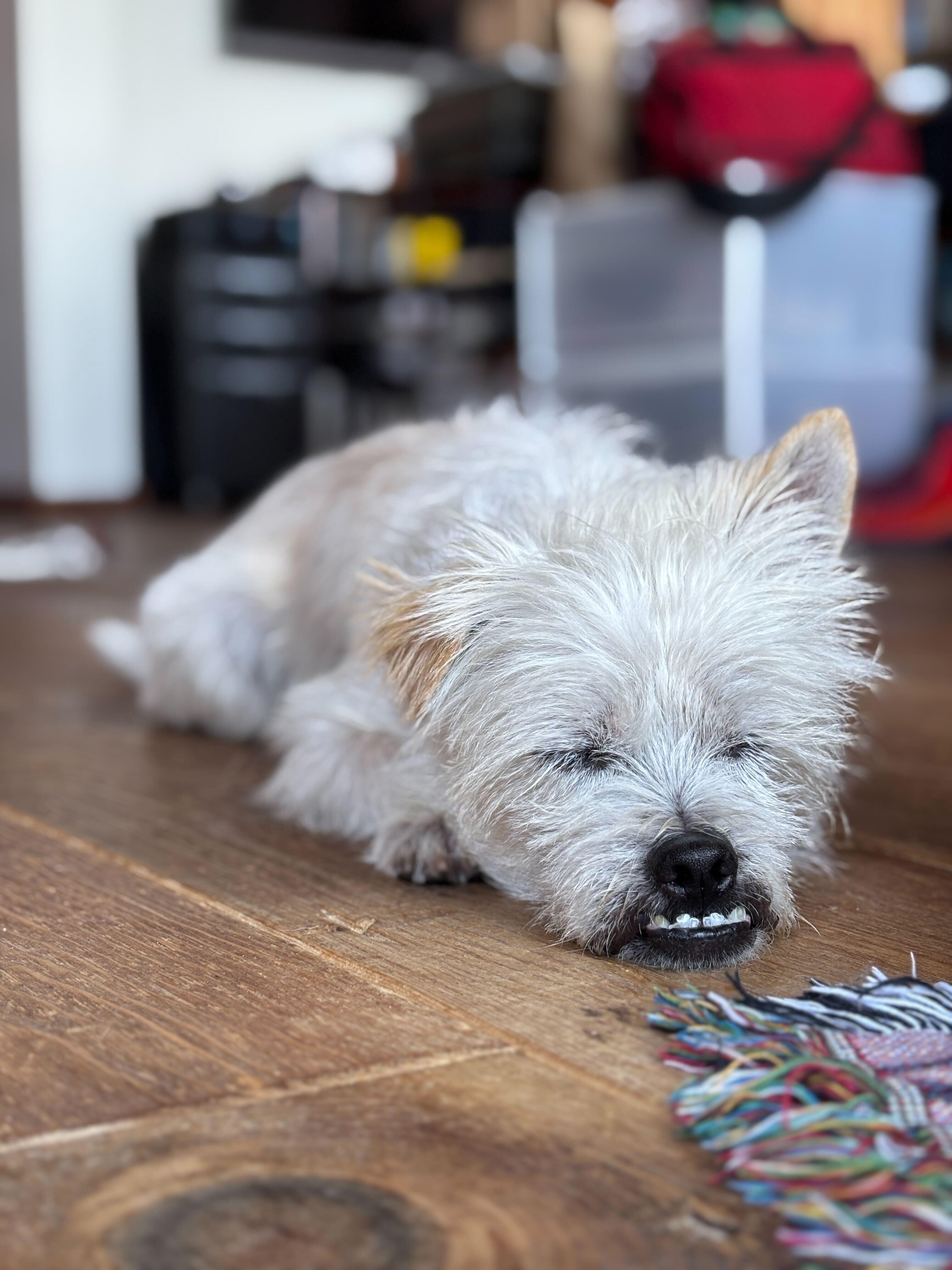 Archie, a Adoptable mixed breed in Los Angeles, CA image 6/6